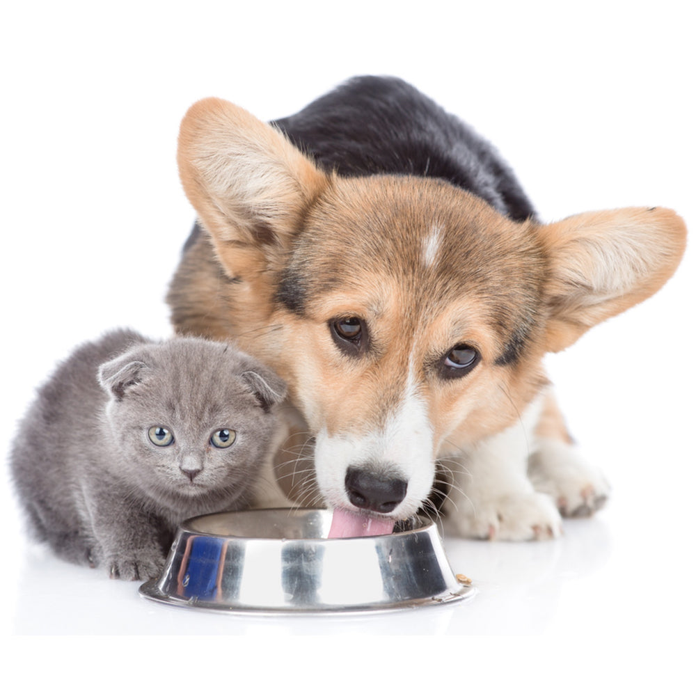 What are the differences between Puppy Kitten Food and Adult Pet Food Zealandia Pet Nutrition from New Zealand