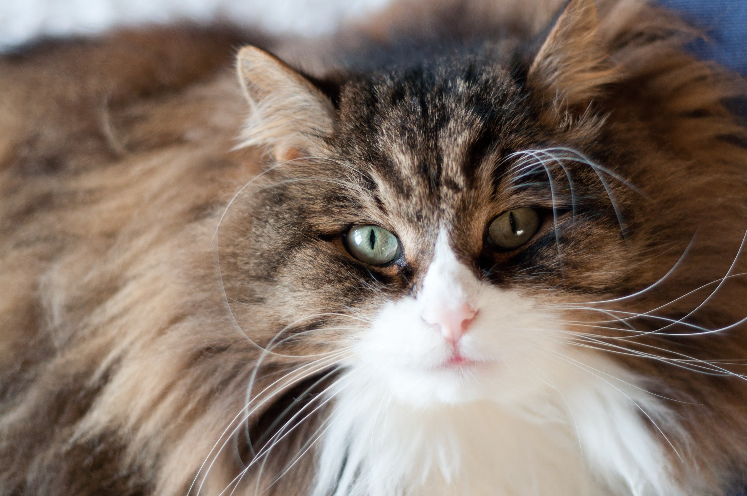 What wet food is best for cats with liver disease?