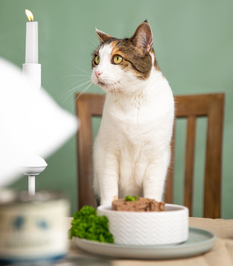 Understanding Sulphide Staining in High-Meat Content Pet Foods: What Pet Owners Should Know