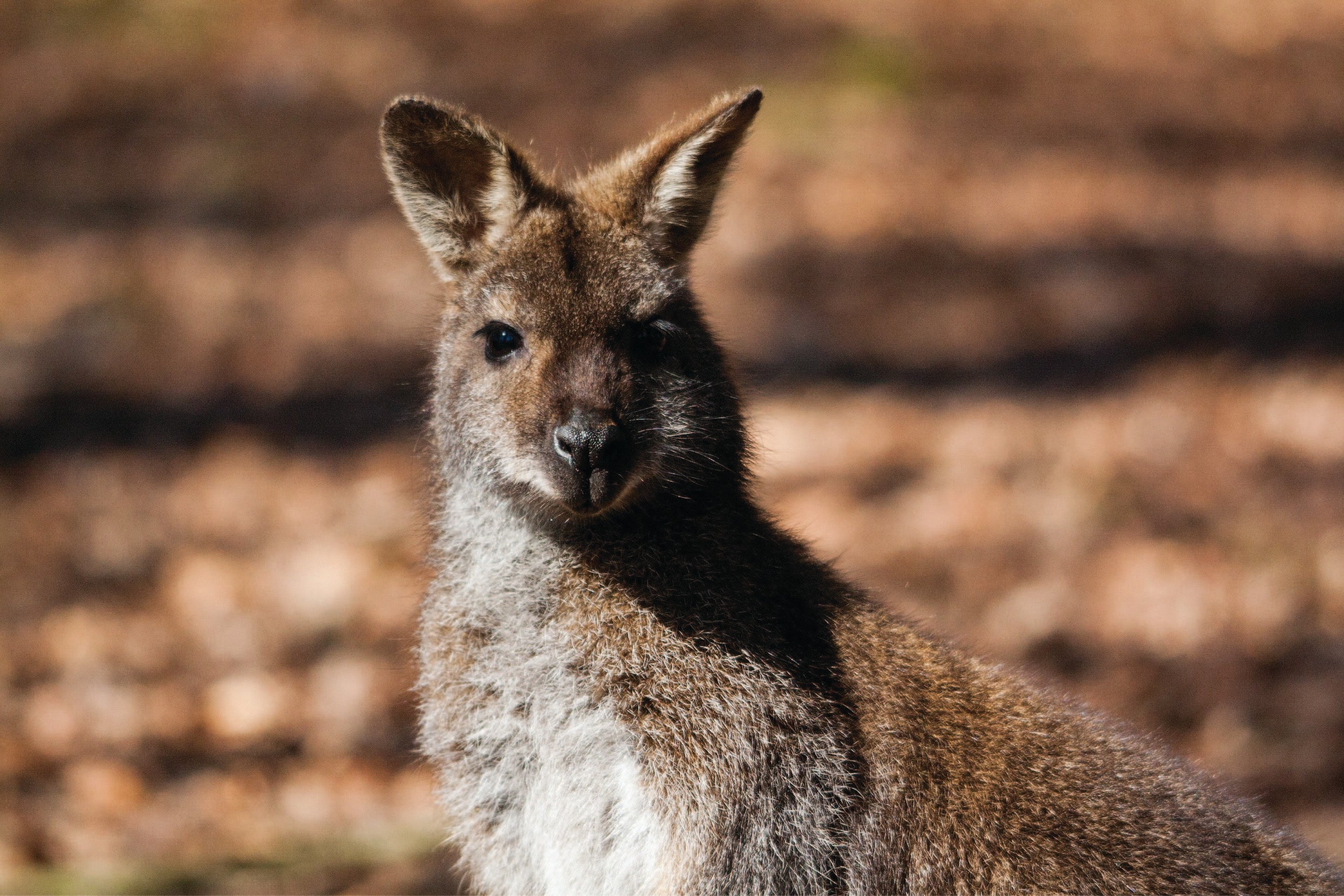 New Zealand Wallabies: An Unexpected Inhabitant of Aotearoa