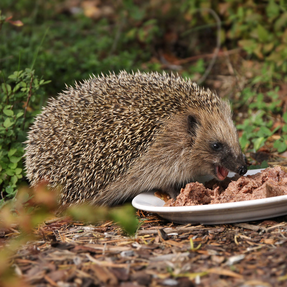 What other animals can also eat canned cat & dog food?